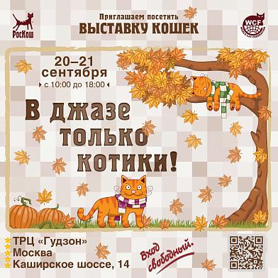 В джазе только котики!